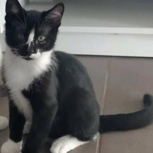 Sacs A Puces Accueil